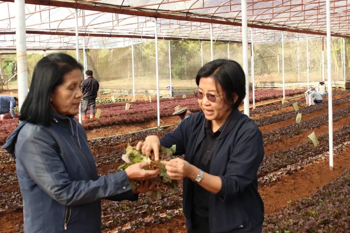 พด.16 สยบไส้เดือนฝอยรากปม ฟื้นดินโครงการหลวง เพิ่มรายได้เกษตรกร,