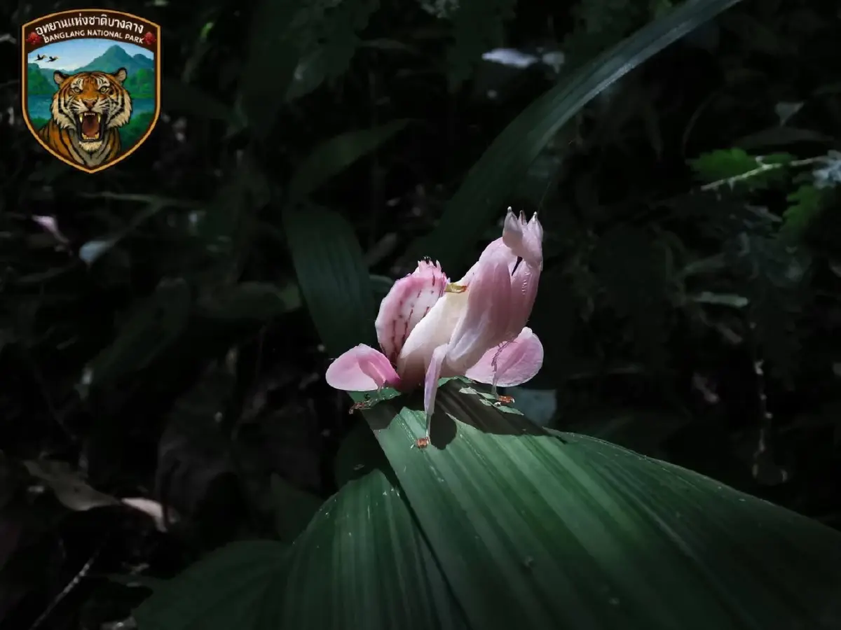 เผยโฉม 'ตั๊กแตนตำข้าวกล้วยไม้สีชมพู' หาดูยาก แมลง สวยที่สุดในโลก