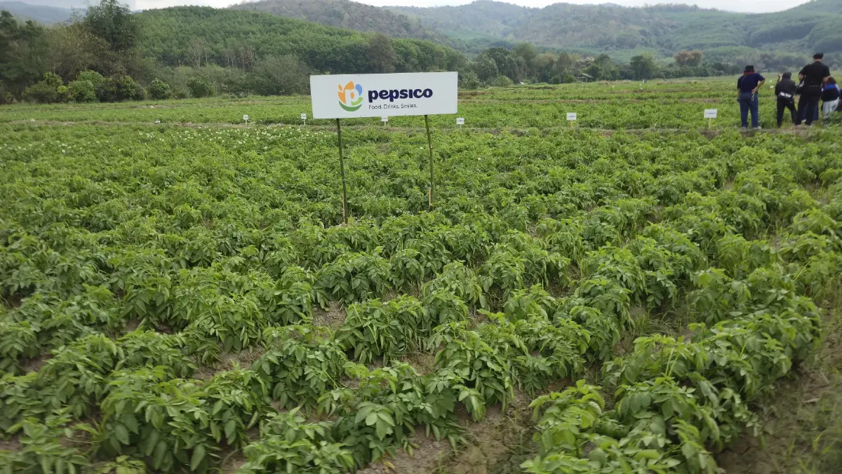 เกษตรกร ‘ฮีโร่’ เผยวิธีปลูก ‘มันฝรั่ง’ ให้ยั่งยืน ทั้งรายได้และสิ่งแวดล้อม