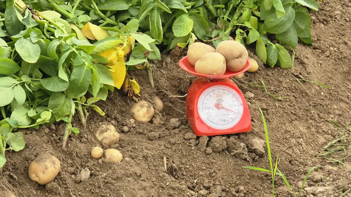 เกษตรกร ‘ฮีโร่’ เผยวิธีปลูก ‘มันฝรั่ง’ ให้ยั่งยืน ทั้งรายได้และสิ่งแวดล้อม