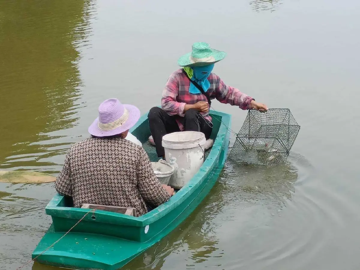 ปูทะเลเพชรบุรีราคาพุ่ง! ปูไข่แตะ 700 บาท ดันรายได้เกษตรกรดี
