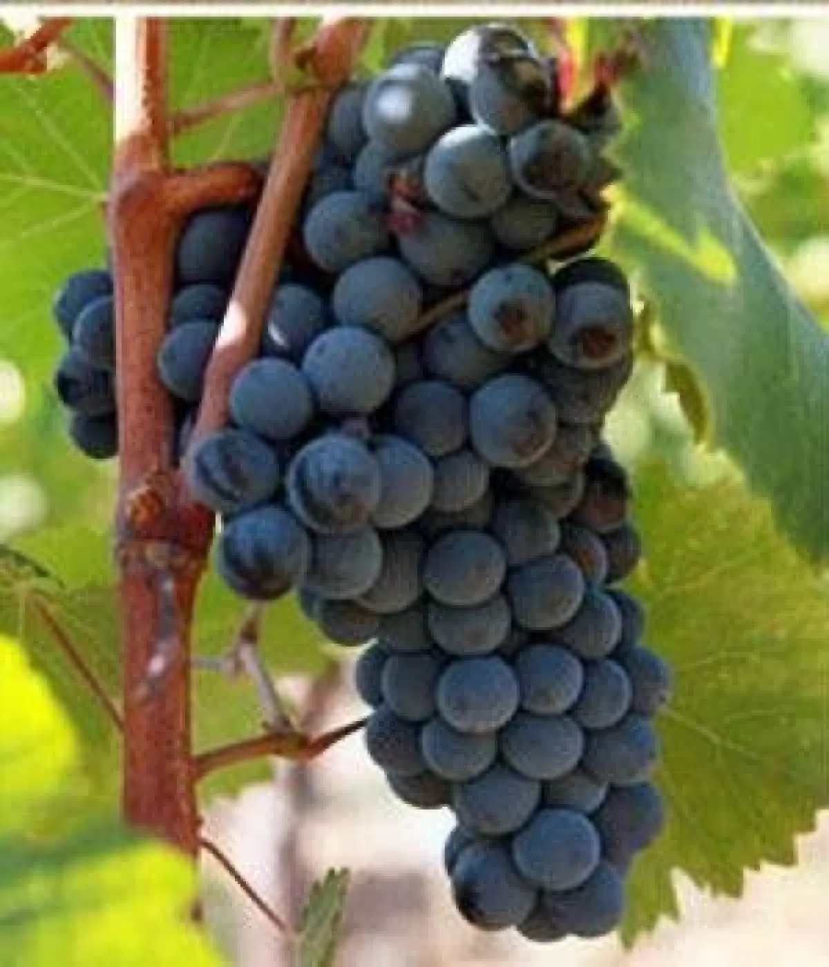 ซีฮราห์ - ชิราซ : ความเหมือนที่แตกต่าง