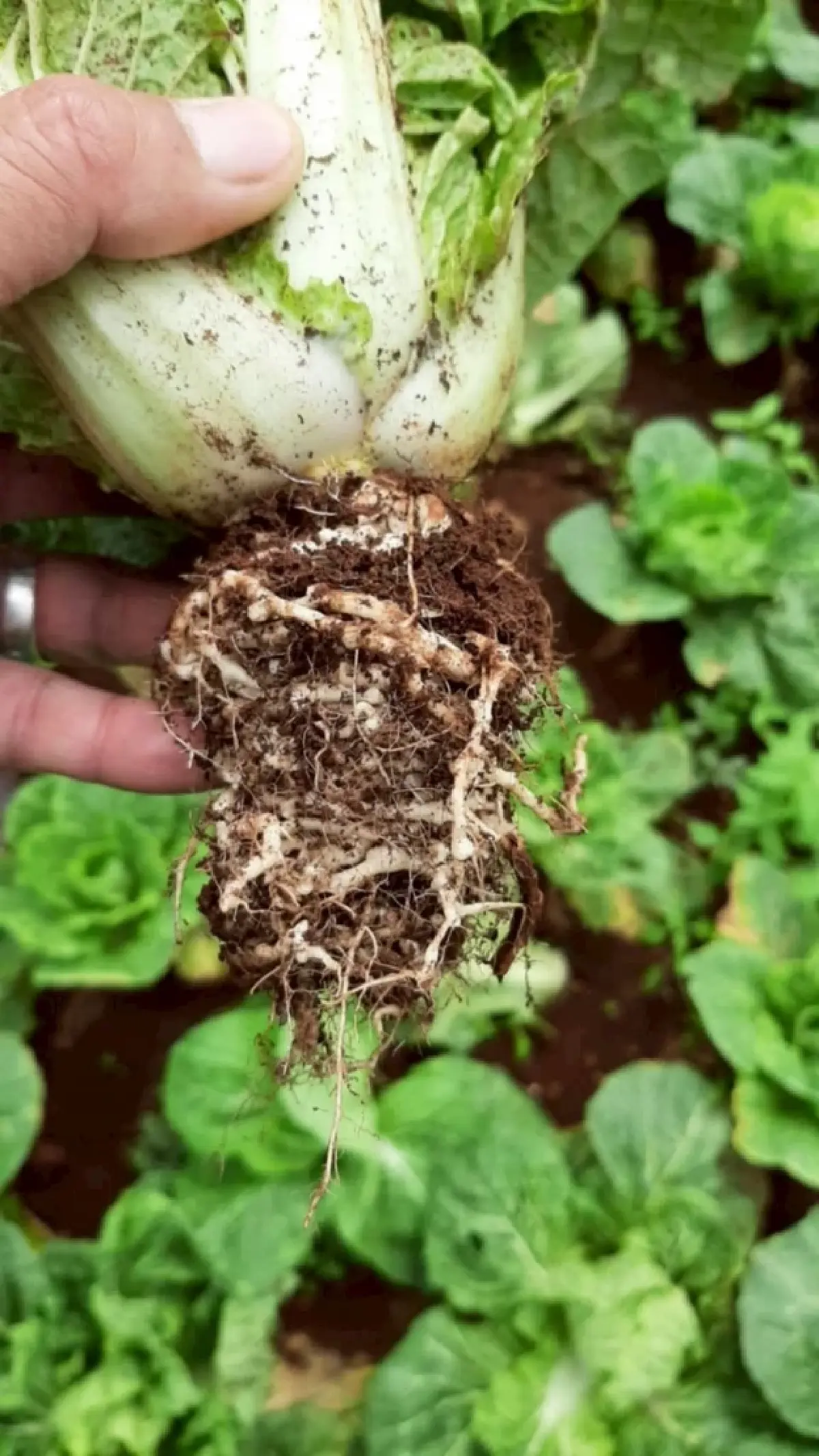 พด.16 สยบไส้เดือนฝอยรากปม ฟื้นดินโครงการหลวง เพิ่มรายได้เกษตรกร,