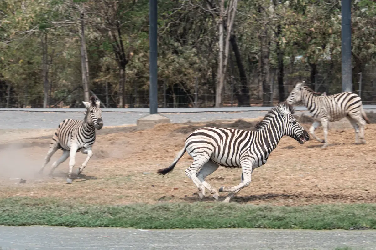 ดีจริงไหม? รีวิว 'Sony Alpha 7 V' หน้าตาคล้ายเดิม เพิ่มเติมฉลาดขึ้น