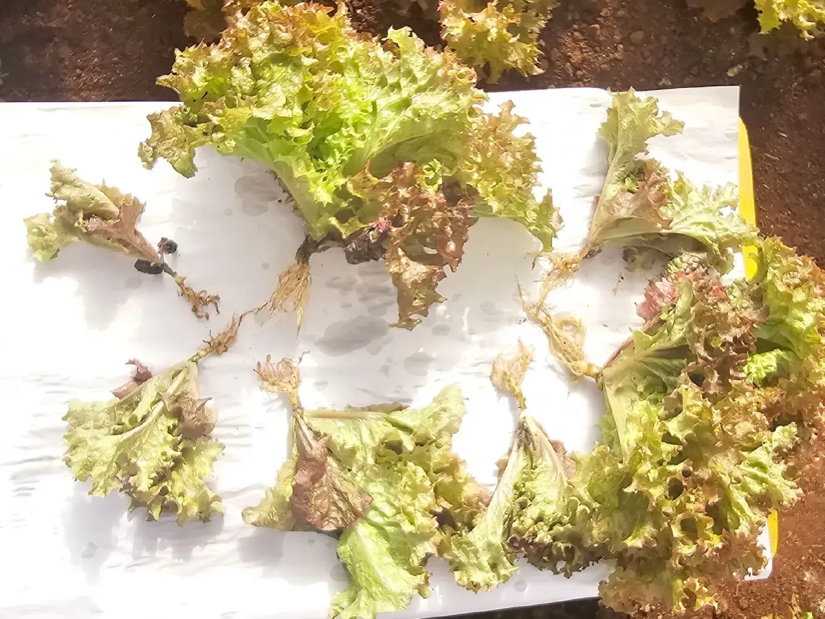 พด.16 สยบไส้เดือนฝอยรากปม ฟื้นดินโครงการหลวง เพิ่มรายได้เกษตรกร,