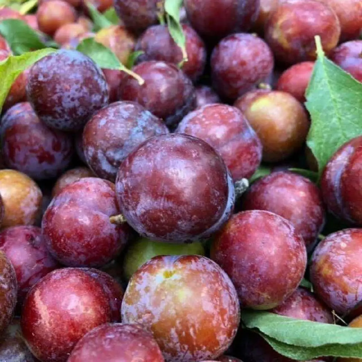 วว. ผนึกกำลัง Terry  ชูผลิตภัณฑ์จาก “เชอรี่ดอย” สู่การใช้ประโยชน์เชิงพาณิชย์