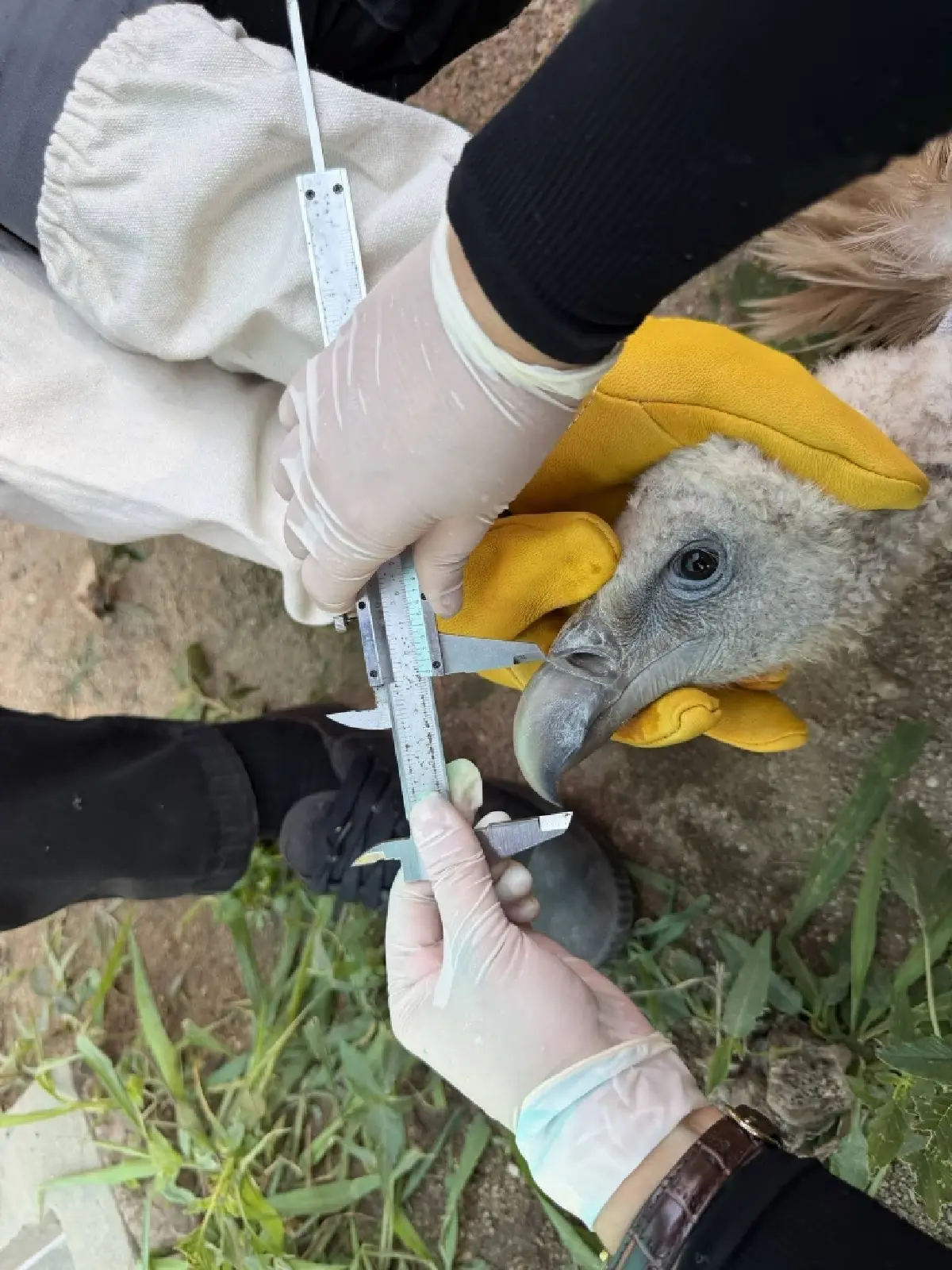 จ่อปล่อย 10 แร้งสีน้ำตาลหิมาลัย คืนป่า เม.ย.นี้ หลังฟื้นฟูสุขภาพพร้อมกลับถิ่นกำเนิด
