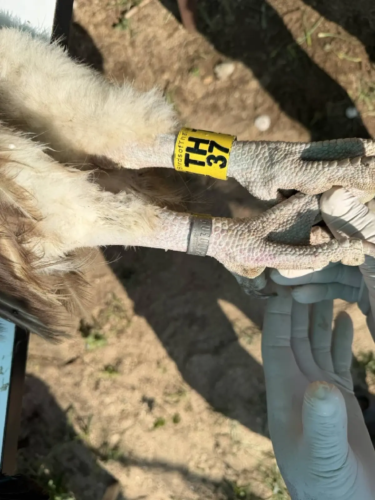 จ่อปล่อย 10 แร้งสีน้ำตาลหิมาลัย คืนป่า เม.ย.นี้ หลังฟื้นฟูสุขภาพพร้อมกลับถิ่นกำเนิด