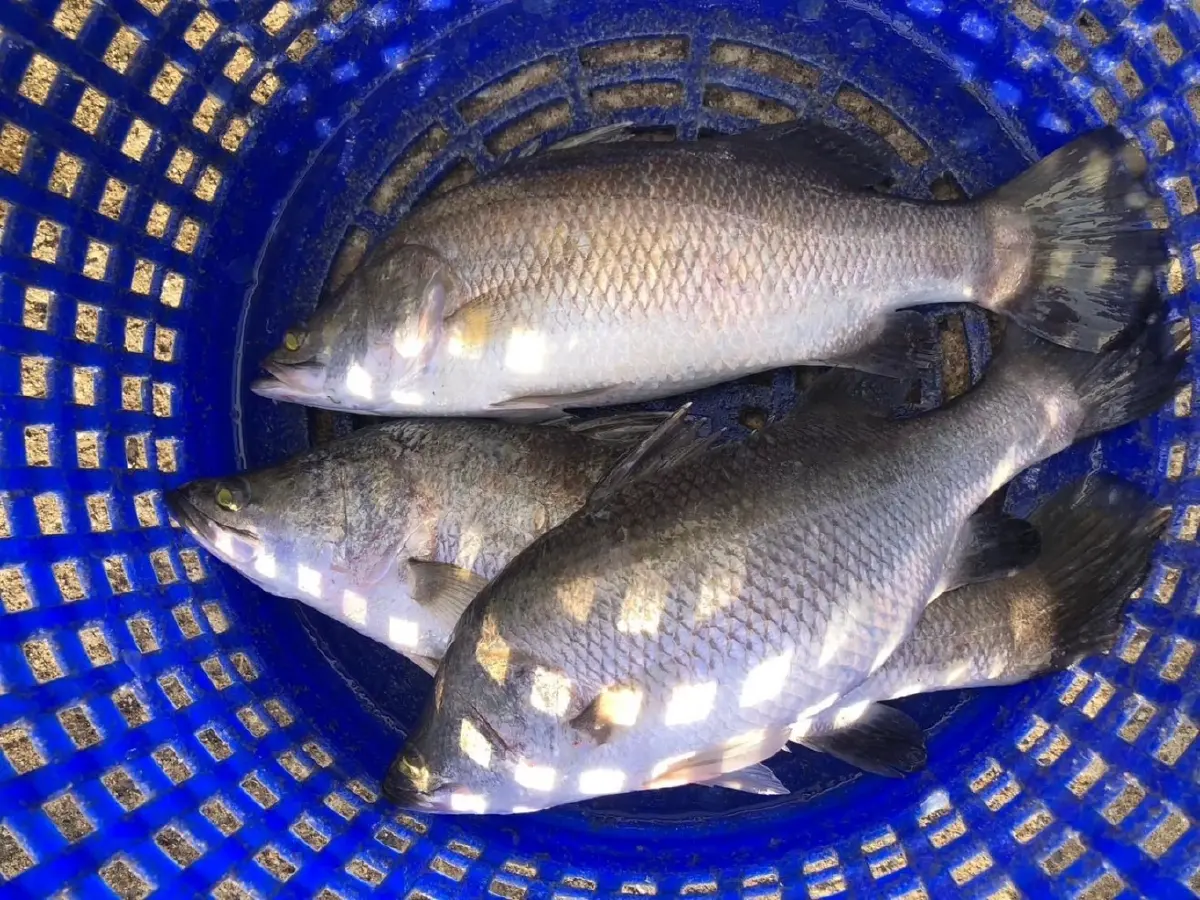 'ปลากะพงสองน้ำสมุทรปราการ' สินค้า GI ใหม่ เนื้อแน่นหวาน สร้างรายได้ 536 ล้าน
