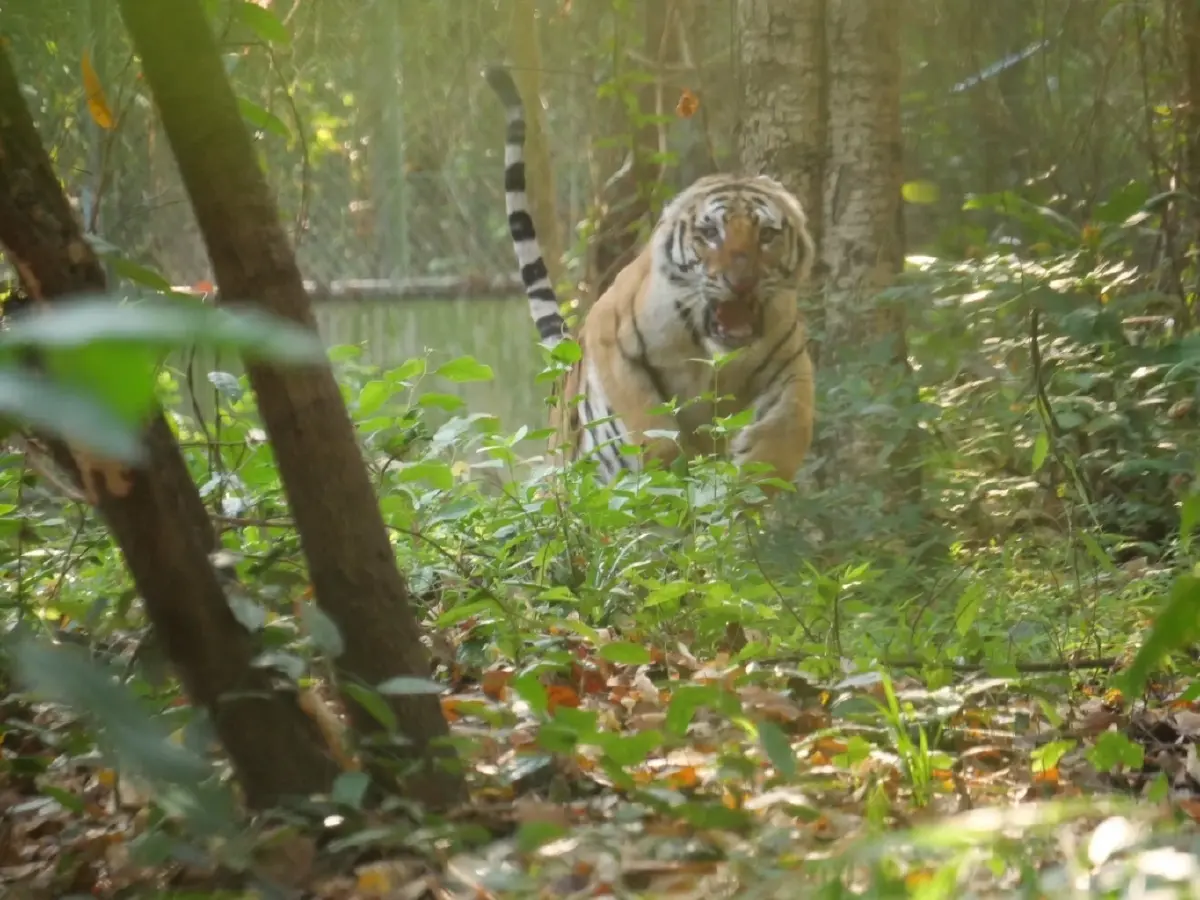 จับแล้ว 'เสือปิ่น' เสือโคร่งชรา บุกล่าสัตว์ชาวบ้าน เตรียมย้ายดูแลในกรงถาวร