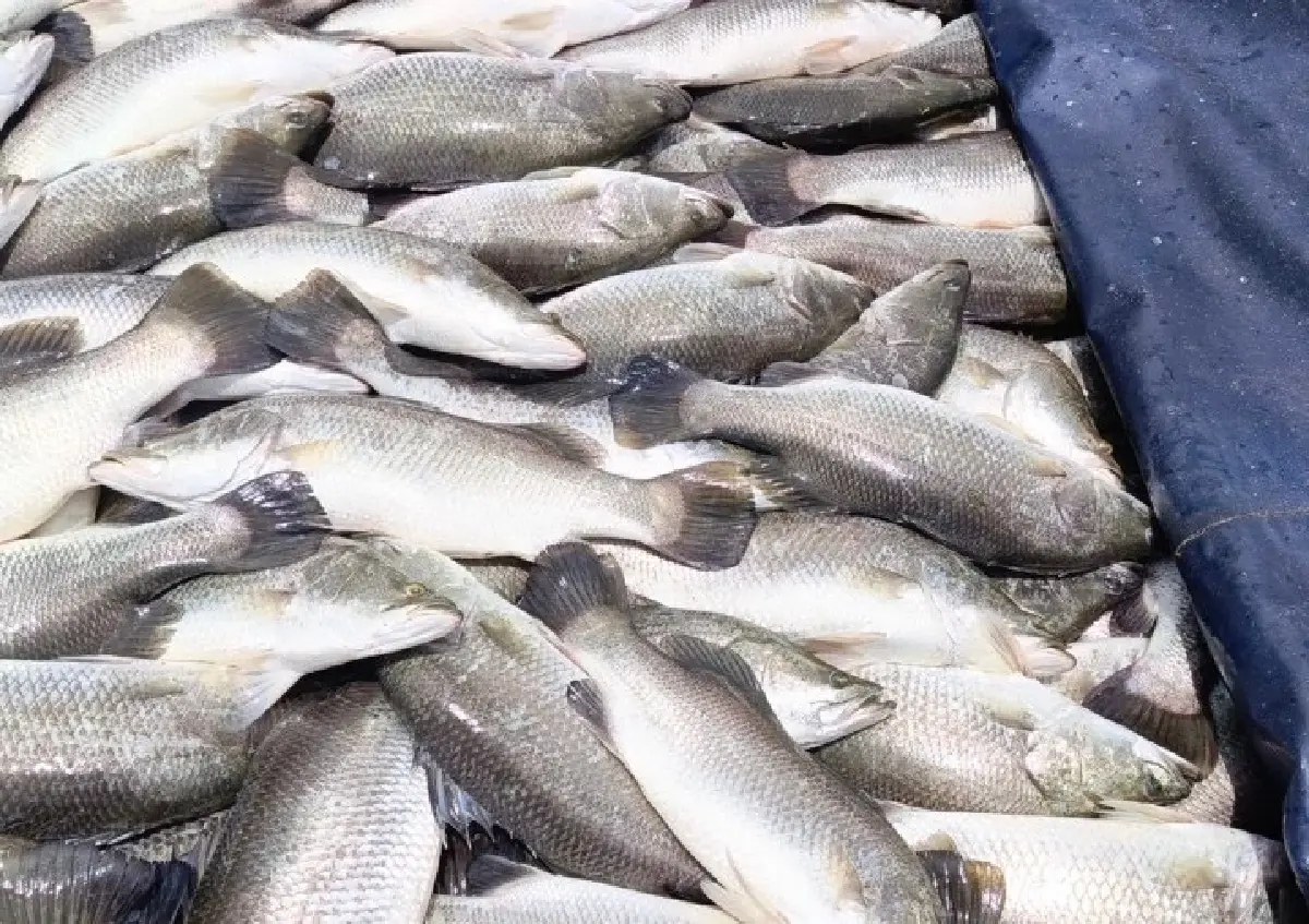 'ปลากะพงสองน้ำสมุทรปราการ' สินค้า GI ใหม่ เนื้อแน่นหวาน สร้างรายได้ 536 ล้าน