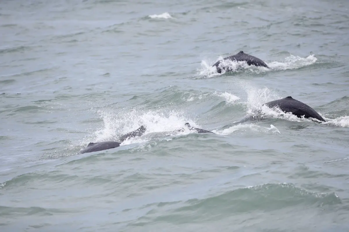 ‘โลมาอิรวดี’ดัชนีชี้วัดความสมบูรณ์ทะเล  เปิดแผนอนุรักษ์พ้นภาวะ“ใกล้สูญพันธุ์อย่างยิ่ง”