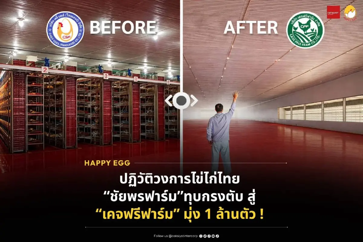 ปฏิวัติไข่ไก่‘ชัยพรฟาร์ม’ทรานส์ฟอร์มสู่ Cage-Free 200 ไร่ ชูSmart & Green