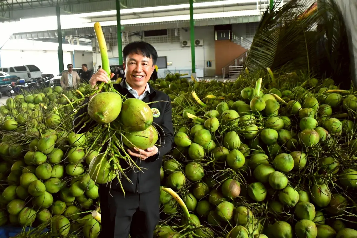 กรมส่งเสริมสหกรณ์ปัด สหกรณ์ร่วมล้งจีนทุนเทา ฟอกขาวมะพร้าวน้ำหอม
