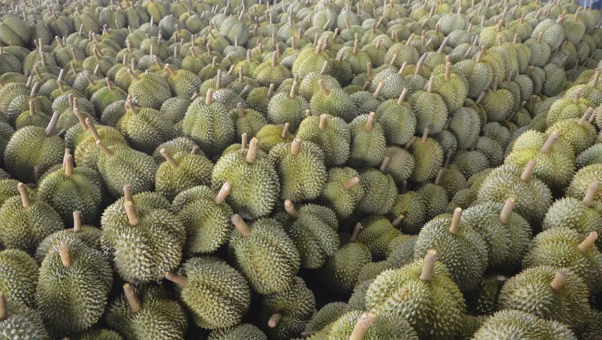 กรมวิชาการเกษตร คุมเข้ม 500 ล้งตะวันออก ชูมาตรการ 4 ไม่ ดันคุณภาพทุเรียนปี 69