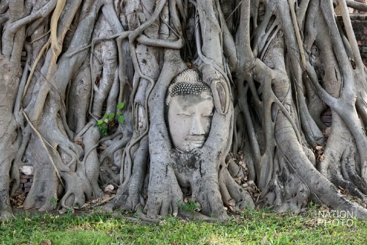 ป้าอยุธยา บุกวัดมหาธาตุ ประกาศศักดา เศียรพระในรากไม้ ของแท้ต้องไทย