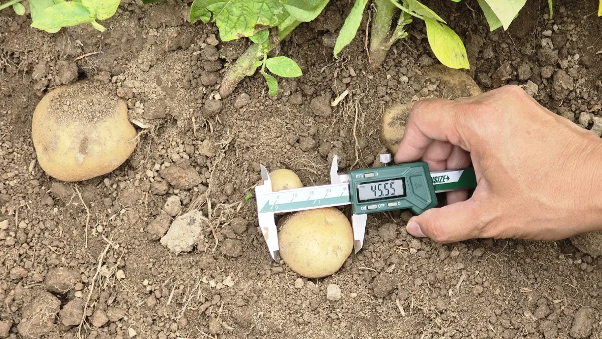 เกษตรกร ‘ฮีโร่’ เผยวิธีปลูก ‘มันฝรั่ง’ ให้ยั่งยืน ทั้งรายได้และสิ่งแวดล้อม