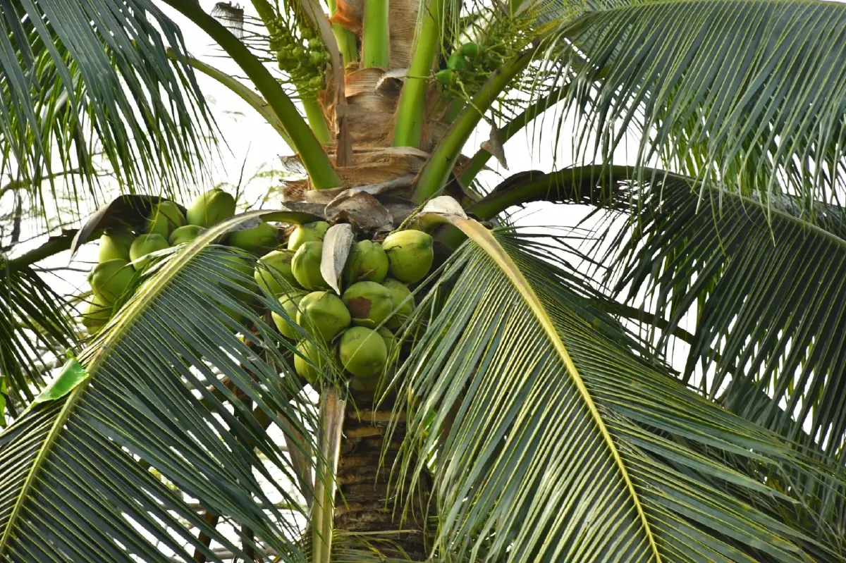 กรมส่งเสริมสหกรณ์ปัด สหกรณ์ร่วมล้งจีนทุนเทา ฟอกขาวมะพร้าวน้ำหอม