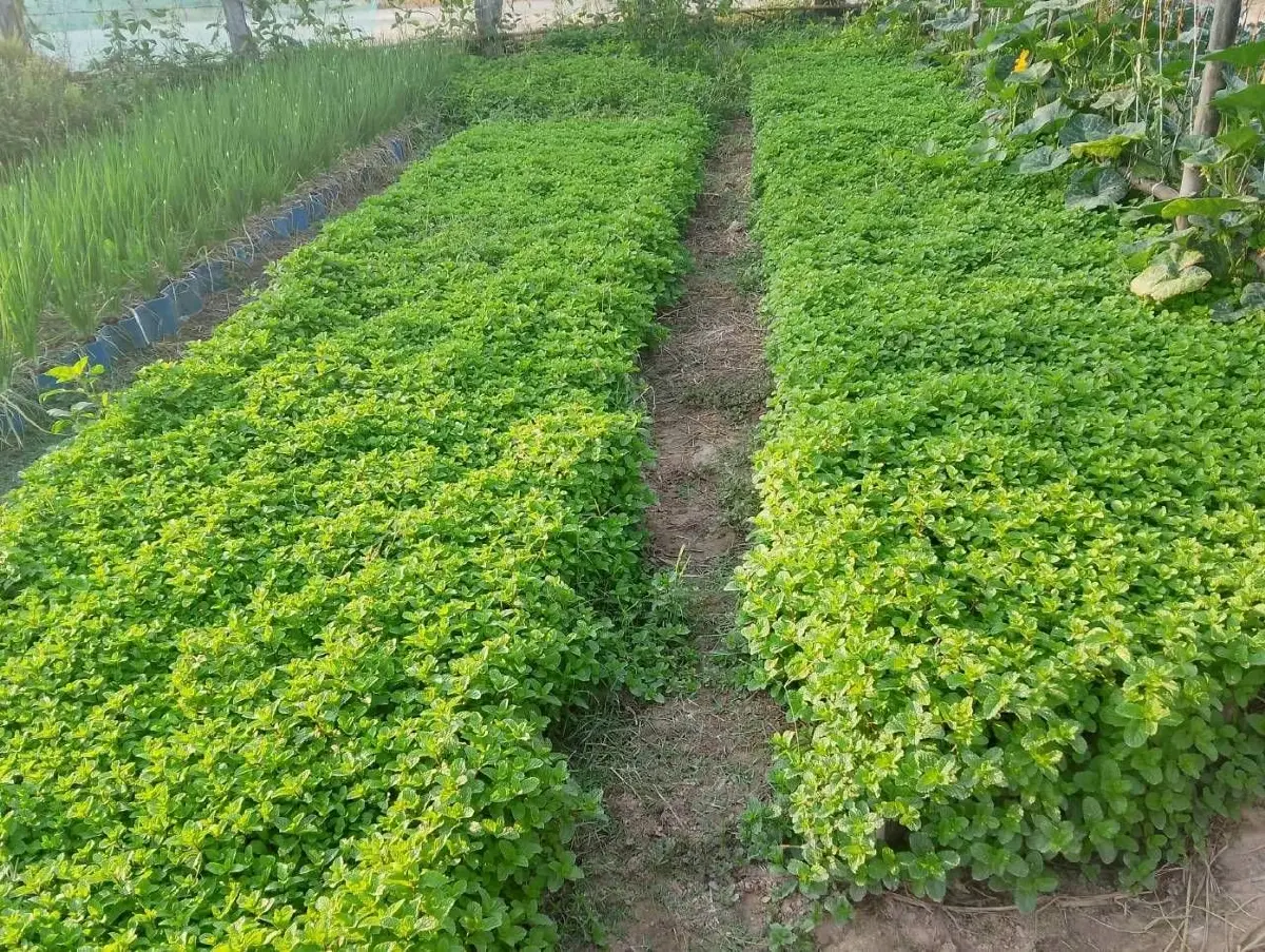 กรมพัฒนาที่ดินขุดสระ 1,260 ลบ.ม. แก้ภัยแล้งนอกเขตชลประทาน