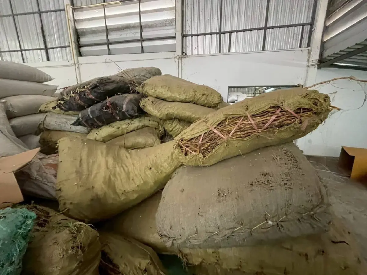 ช็อกโกดังลำลูกกา ยึดซากตุ๊กแก 1.2 แสนตัว เตรียมส่งนอก โยงคดีดัง 68