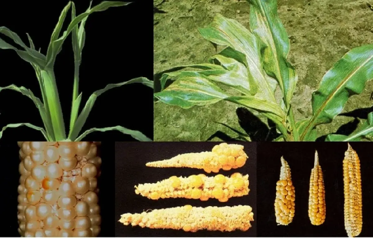 ยารา เปิดตัว 3 ผลิตภัณฑ์ กลุ่ม Biologicals กุญแจสำคัญสู่การเกษตรในยุค 'โลกเดือด'