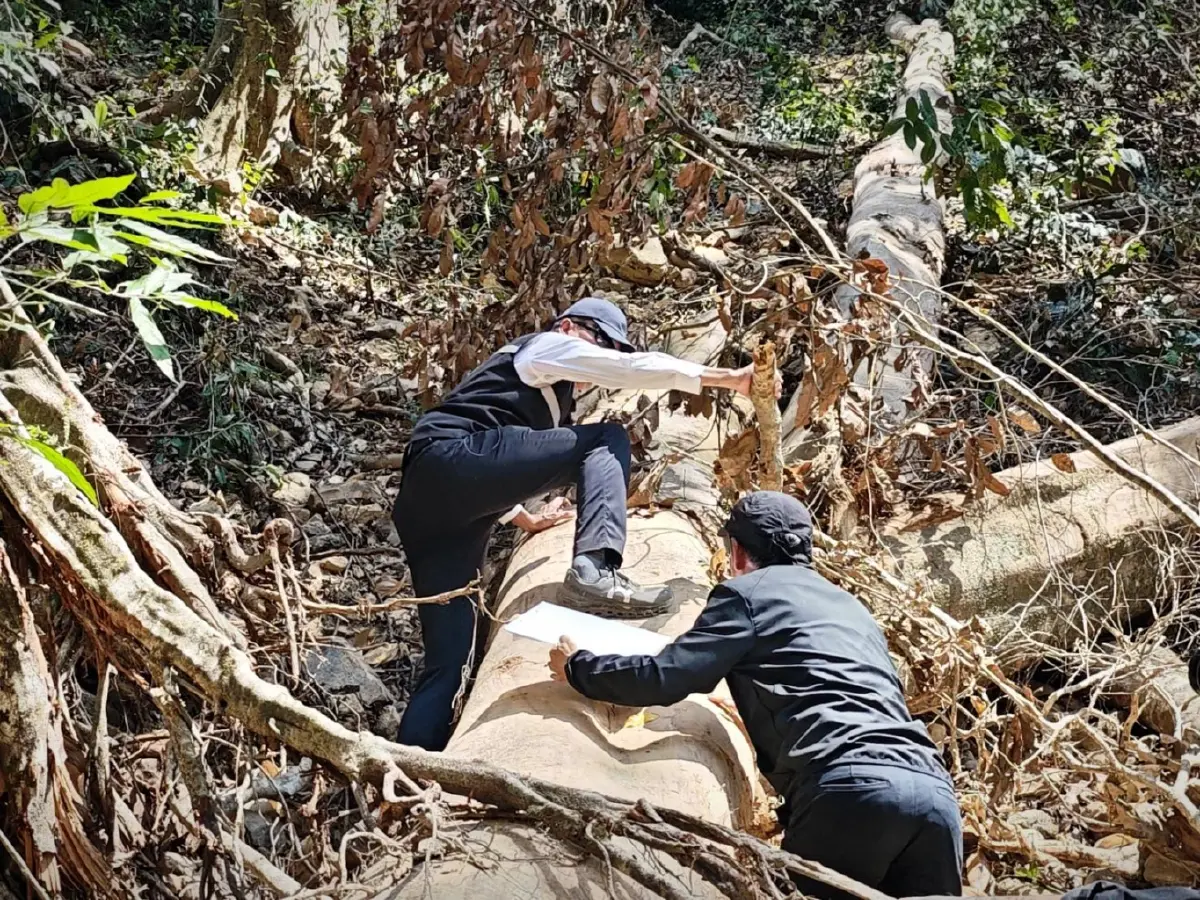 ตรวจป่าต้นน้ำระนองแหว่ง จ่อลากคอตัวการตัดไม้ ชง ปปง. อายัดยึดทรัพย์