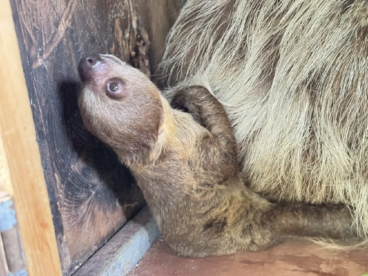 สุดน่ารัก 'ลูกสลอธสองนิ้ว' สมาชิกใหม่ สวนสัตว์เปิดเขาเขียว ชวนปชช.ร่วมตั้งชื่อ