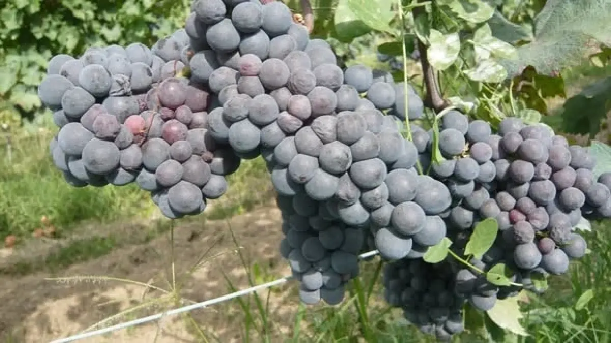 กัตตินารา - เกมเม : พระรองของแคว้นเพียดมอนต์?