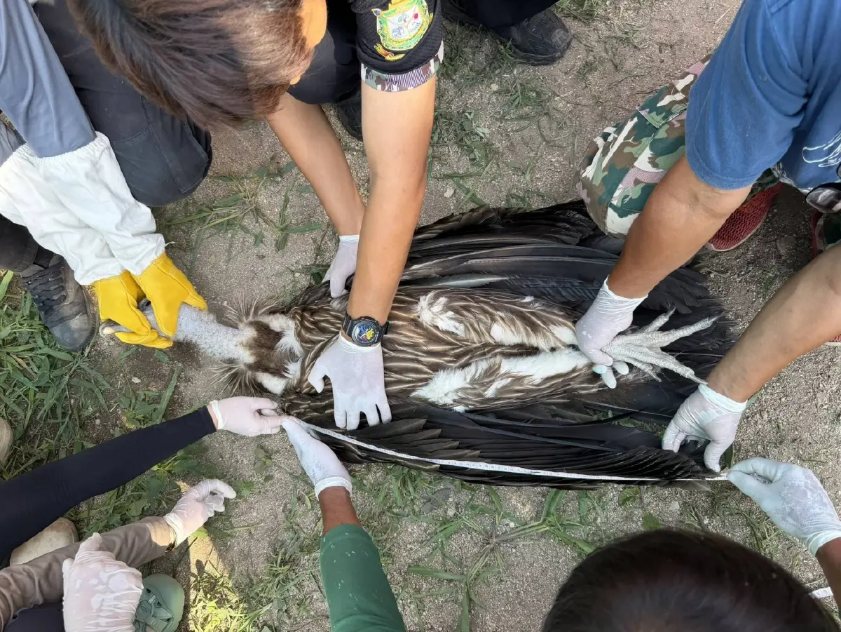 จ่อปล่อย 10 แร้งสีน้ำตาลหิมาลัย คืนป่า เม.ย.นี้ หลังฟื้นฟูสุขภาพพร้อมกลับถิ่นกำเนิด