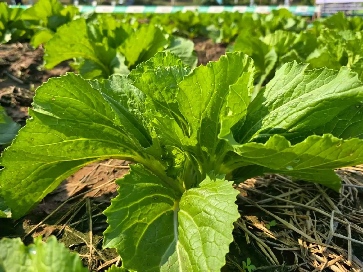 'ซิโมดิส' นวัตกรรมซินเจนทา พลิกเกมจัดการศัตรูพืชสู่ความยั่งยืน