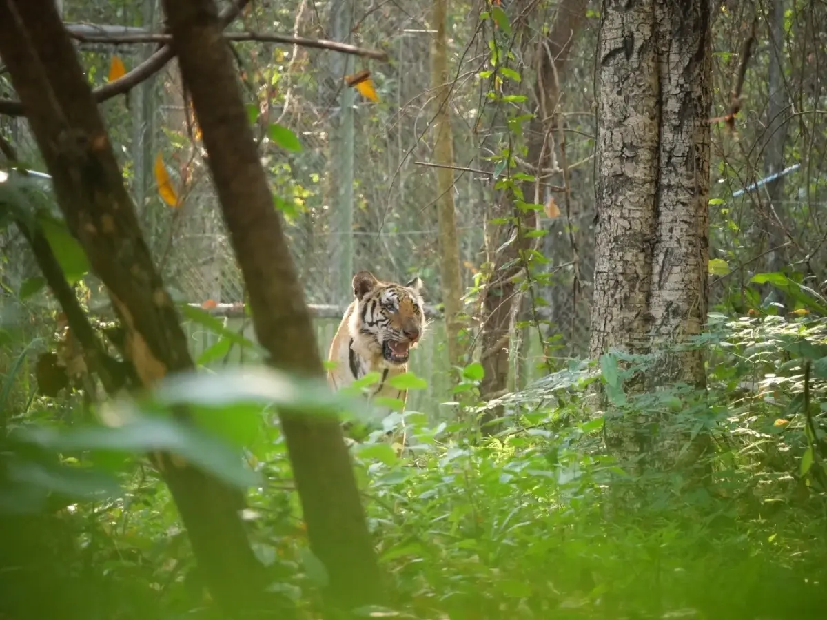 จับแล้ว 'เสือปิ่น' เสือโคร่งชรา บุกล่าสัตว์ชาวบ้าน เตรียมย้ายดูแลในกรงถาวร