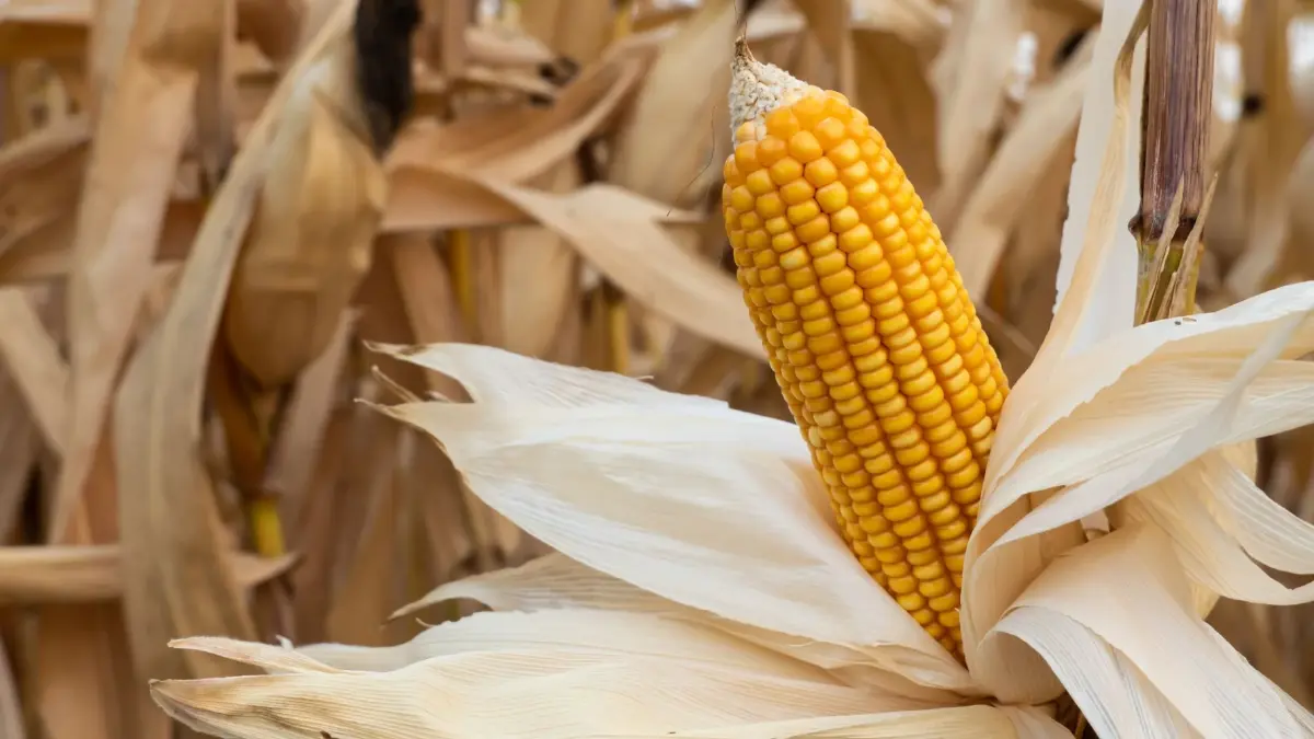 อย่าหาทำ! แฉแชทลับพ่อค้ากั๊กข้าวโพดฟันกำไร พาณิชย์จ่อเชือด-เล็งนำเข้าเสริม