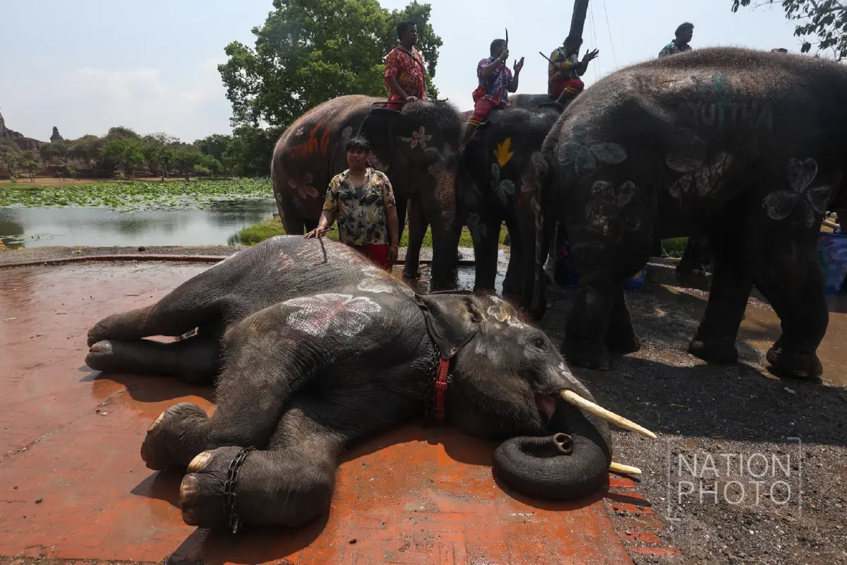 พลังซอฟต์พาวเวอร์ ทัพช้างแสนรู้ บุกกรุงเก่า เล่นน้ำสงกรานต์ 2569