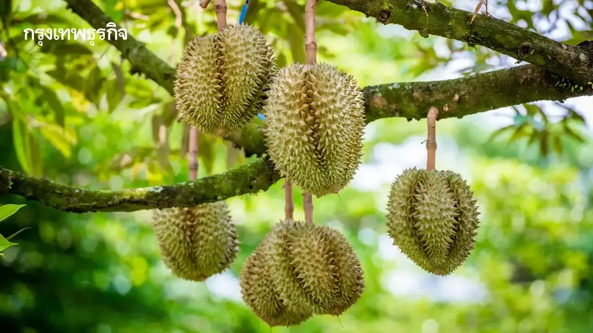 LIVE หน้าไลฟ์สด ศุภจี-พิมรี่พาย ขายทุเรียนลูกละ 100 ขายปุ๋ย ให้เพื่อนรัก