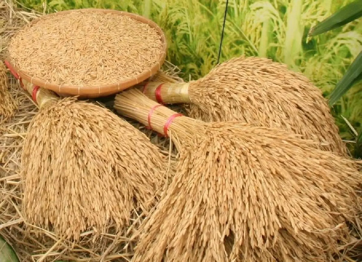 แจกเมล็ดพันธุ์ข้าวพระราชทาน 4 แสนซอง รับวันพืชมงคลปี 69