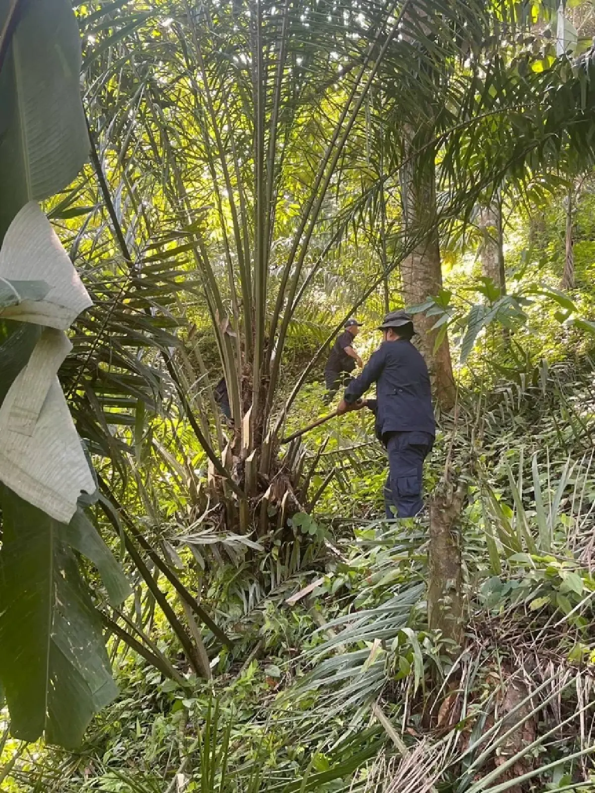รื้อถอนทำลายผลอาสิน ยึดคืนผืนป่าสงวน 18 ไร่ เมืองพังงา