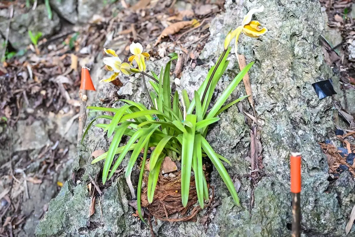 ยลโฉม ‘เหลืองกระบี่’ พืชป่าหายาก สู่หมุดท่องเที่ยวใหม่