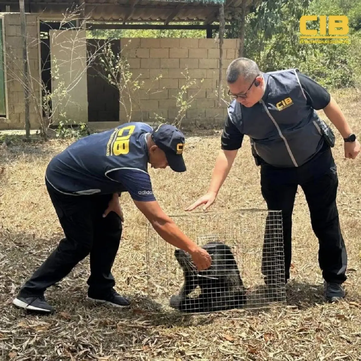 ตรวจยึดหมีขอสัตว์ป่าคุ้มครอง ถูกขังล่ามโซ่ทิ้งไว้ในอาคารร้าง