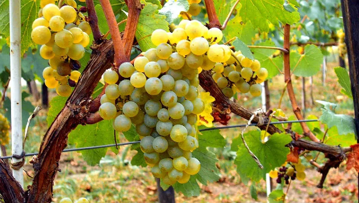 ไวน์ขาว : ดับกระหายคลายร้อน