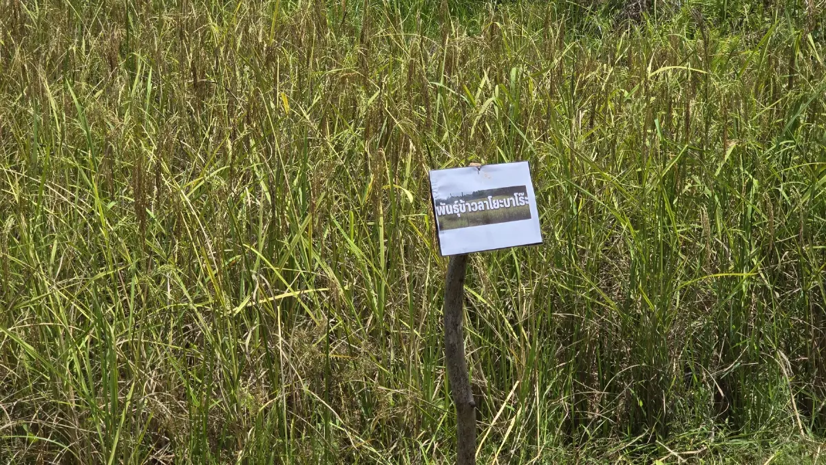 ‘ปิดทองหลังพระ’ ขับเคลื่อน 10 หมู่บ้าน ต้นแบบพัฒนาที่ยั่งยืนท่ามกลางวิกฤติ