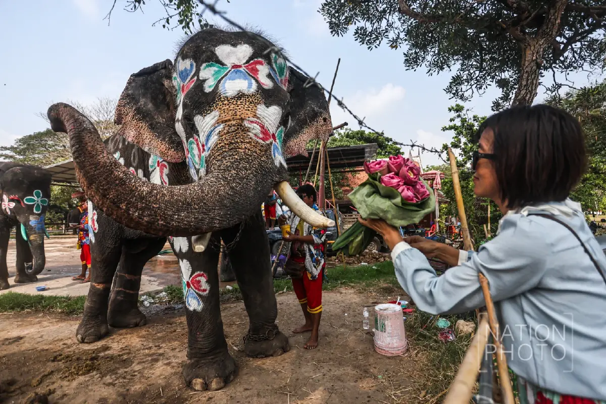 พลังซอฟต์พาวเวอร์ ทัพช้างแสนรู้ บุกกรุงเก่า เล่นน้ำสงกรานต์ 2569