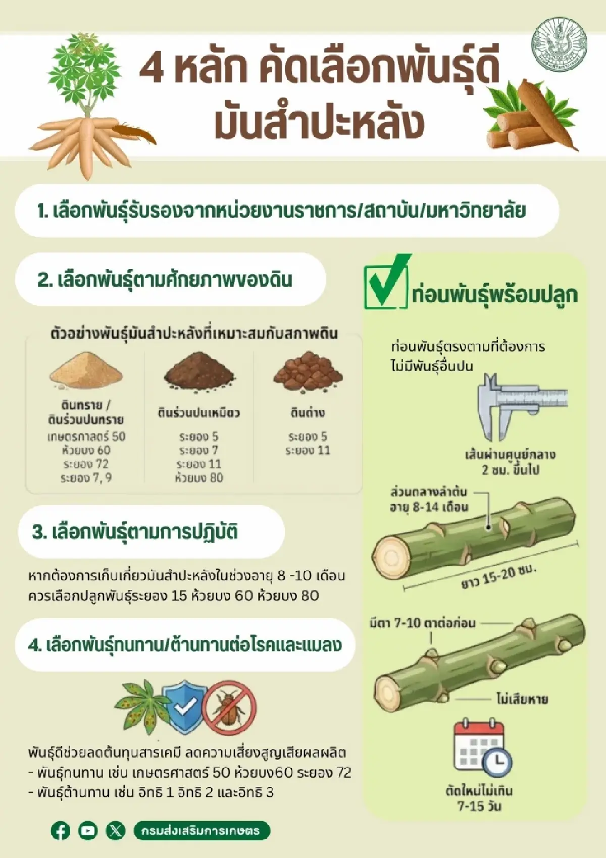 กรมส่งเสริมการเกษตร แนะเลือกท่อนพันธุ์มันสำปะหลังทนทาน สู้ภัยโรคใบด่าง