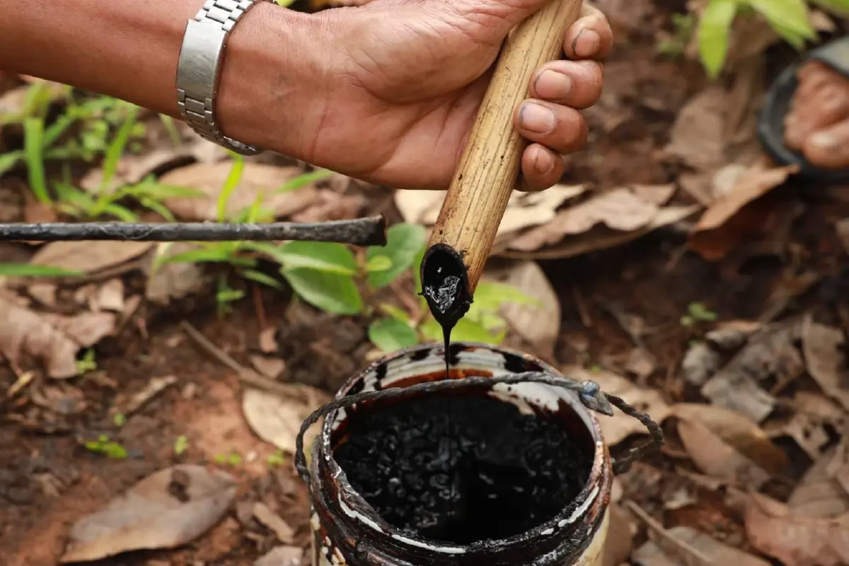 SACIT จับมือ กรมป่าไม้ ธ.ก.ส. ดันปลูก”ต้นรัก”ต่อลมหายใจงานประณีตศิลป์ไทย