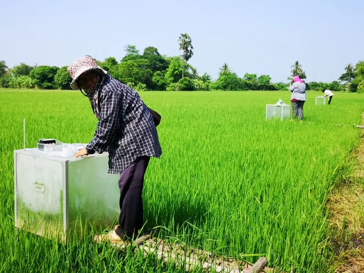 ‘สงคราม-ภัยแล้ง’  ฉุดผลผลิตเกษตร  สศก.จ่อปรับจีดีพี ปี69