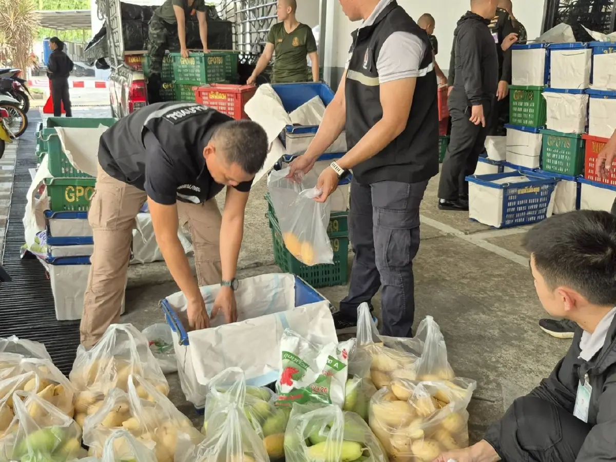 กอ.รมน.ภาค 1 ผนึกเอกชน รับซื้อมะม่วง ช่วยพยุงราคาหลังต้นทุนพุ่ง