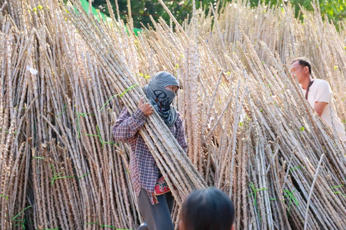 กรมส่งเสริมการเกษตร รุก ‘ยโสธรโมเดล’ กระจายพันธุ์มันสะอาดต้านโรค