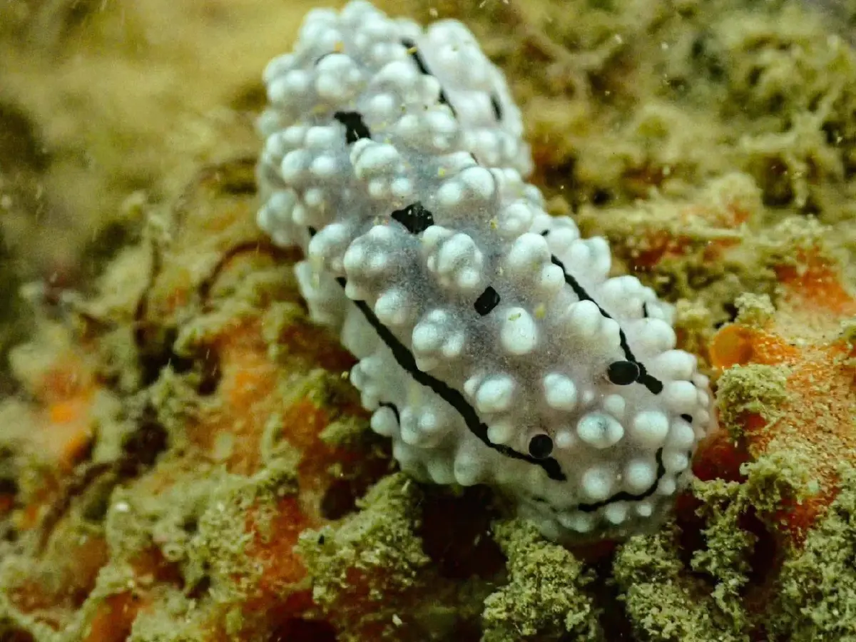 รู้จัก 'ทากเปลือยปุ่มสีขาว' ศิลปะมีชีวิตใต้ทะเลพังงา สวยสะดุดตาแต่แฝงพิษร้าย