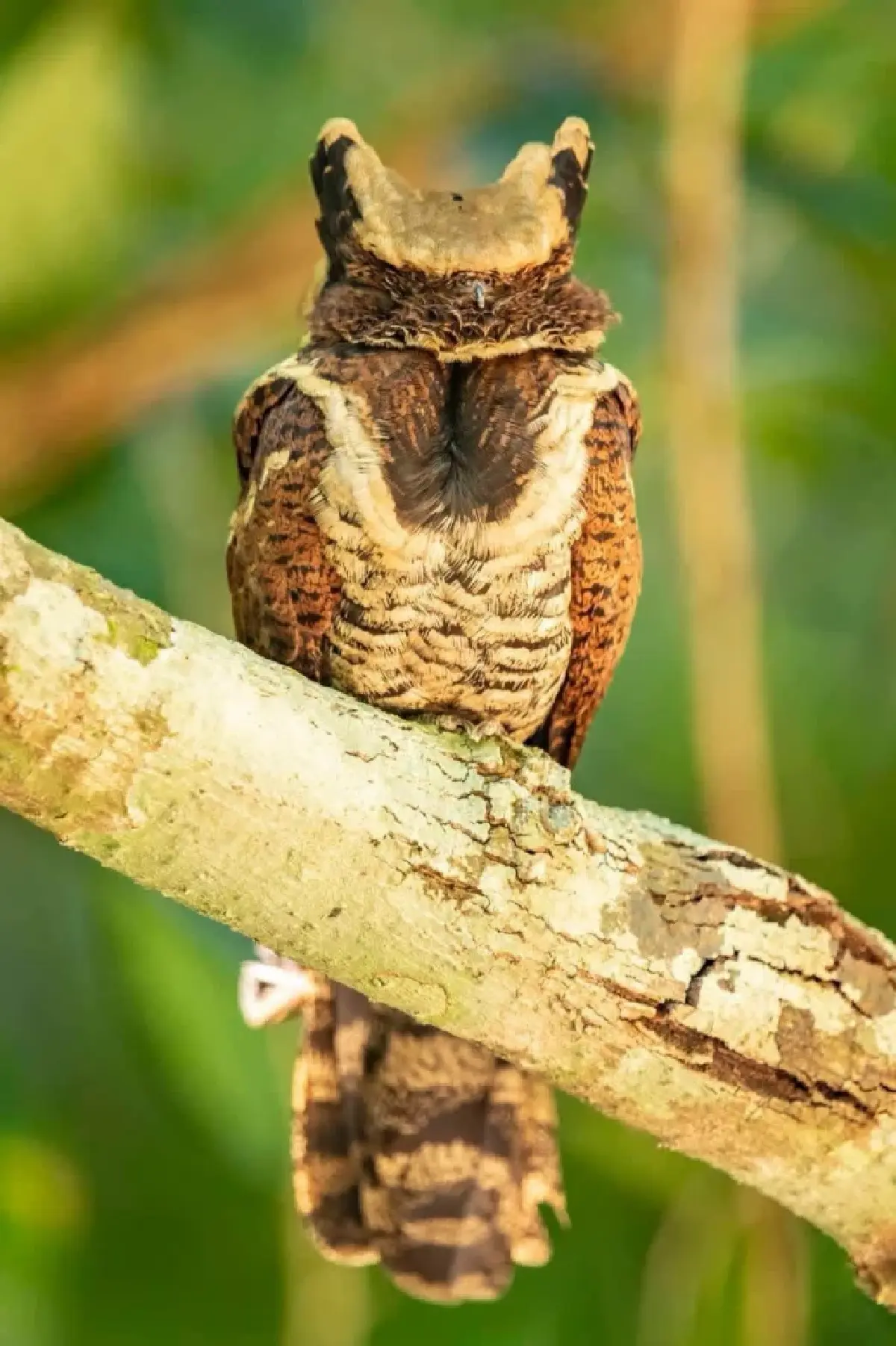 ฮือฮา 'นกตบยุงยักษ์' สัตว์หายาก โผล่อวดโฉม ตอกย้ำความสมบูรณ์ป่าแก่งกระจาน