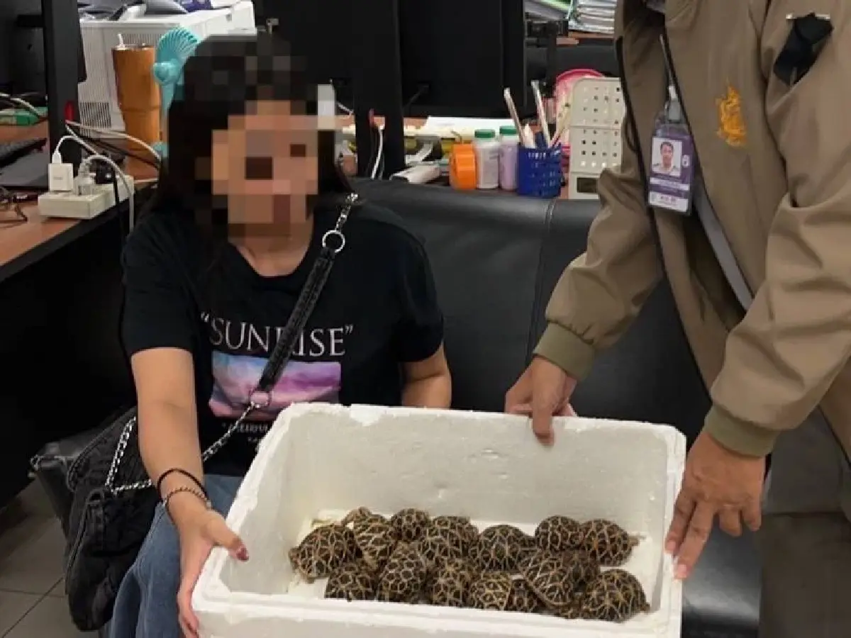 รวบสาวไต้หวันคาจุดตรวจ ผงะซุก 'เต่าดาวอินเดีย' 30 ตัว เตรียมบินออกนอกประเทศ