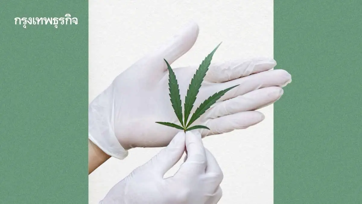 บังคับใช้แล้ว ‘กฎกระทรวงสารสกัดกัญชากัญชง’ (ใหม่)  เปิดช่องใช้ประโยชน์ส่วนที่เป็นยาเสพติด 4 ข้อ